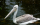 White Pelican photo